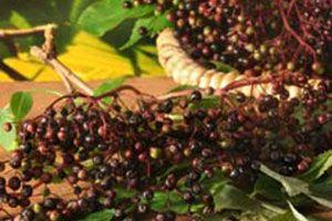 Czarny bez – zastosowania lecznicze
