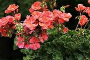 Geranium – niszczy bakterie i wirusy