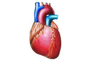 Uszkodzone serce lepiej pompuje krew gdy jest napędzane tłuszczem