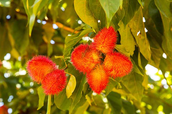 Achiote – na pomoc nerkom i prostacie!