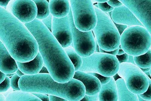 Klebsiella pneumoniae – bakteria odporna na antybiotyki