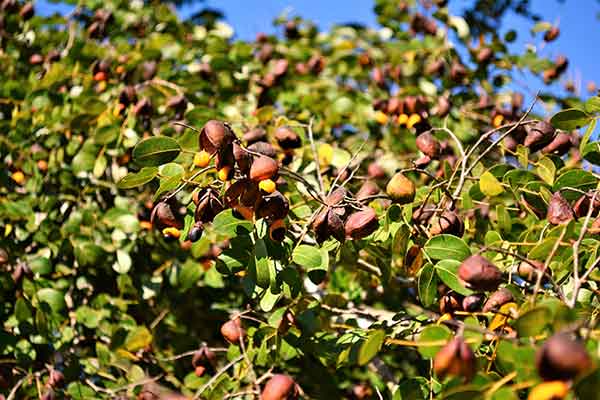 Copaiba. Drzewo zwane łagodzeniem