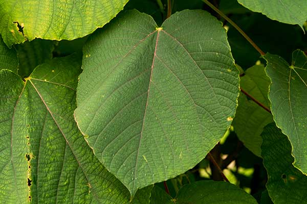 Iporuru – niezwykła roślina reumatyków i biegaczy