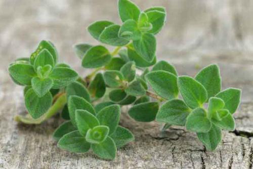 Lebiodka pospolita (oregano)