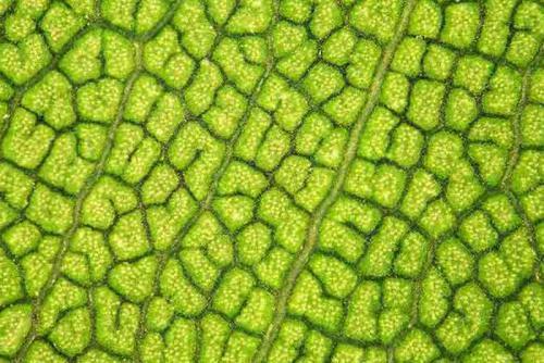 Roślinne komórki macierzyste – nowość w dziedzinie biotechnologii