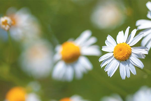 Rumianek - wiecznie żywy przebój z babcinego zielnika