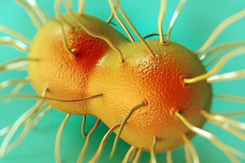 Choroby weneryczne – wirusy, bakterie, grzyby, pierwotniaki