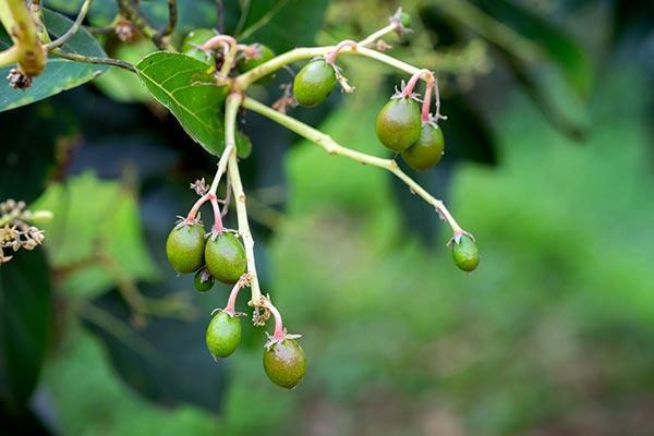 Ubos - bogactwo żelaza i witaminy C