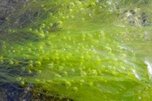 Algi i ich związki biologicznie czynne