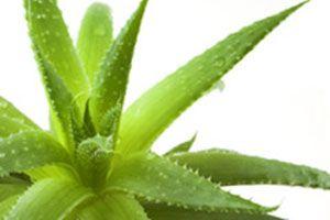 Aloes – właściwości i zastosowania lecznicze