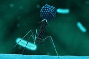 Bakteriofagi – pożyteczne wirusy