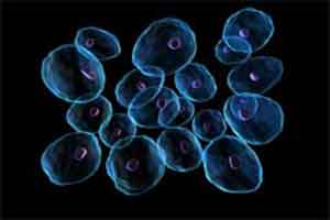 Wolne rodniki tlenowe – uszkadzają komórki