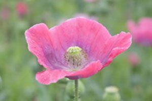 Mak lekarski (Papaver somniferum)