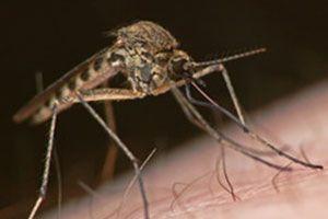 Tajemnica malarii