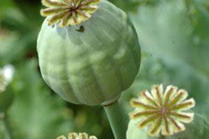 Leczenie bólu. Opium i morfina – zarys historyczny