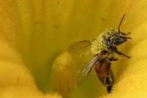 Mleczko pszczele – właściwości zdrowotne