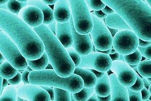 Między nami bakteriami – mikroby wymieniają informacje, aby zniwelować szkody poczynione przez antybiotyki