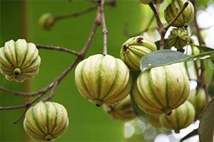 Garcinia cambogia – skuteczny spalacz tłuszczu