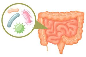 Mikroflora jelitowa – fakty i mity o bakteriach
