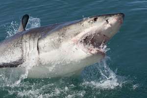 Olej z wątroby rekina – chroni, leczy i wzmacnia