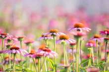 Echinacea (nie tylko) na przeziębienie