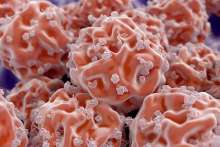 Niezwykłe właściwości komórek macierzystych