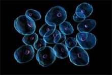 Komórki – podstawowe jednostki życia