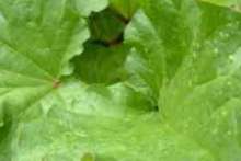 Trujące rośliny - liście rabarbaru