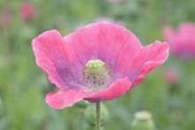 Mak lekarski (Papaver somniferum)