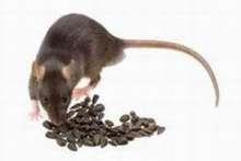 Nawet szczury chorują od tego, co jemy!