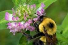 Pyłek kwiatowy i pierzga – właściwości odżywcze i lecznicze
