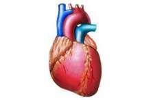 Mięsień sercowy nowo narodzonych ssaków potrafi się zregenerować