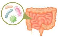 Mikroflora jelitowa – fakty i mity o bakteriach